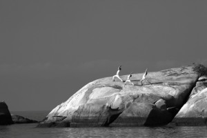 Yoga On The Rocks Black and White