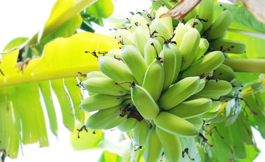 Banana Bunch Vietnam