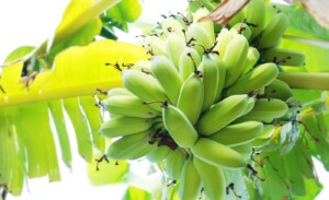 Banana Bunch Vietnam