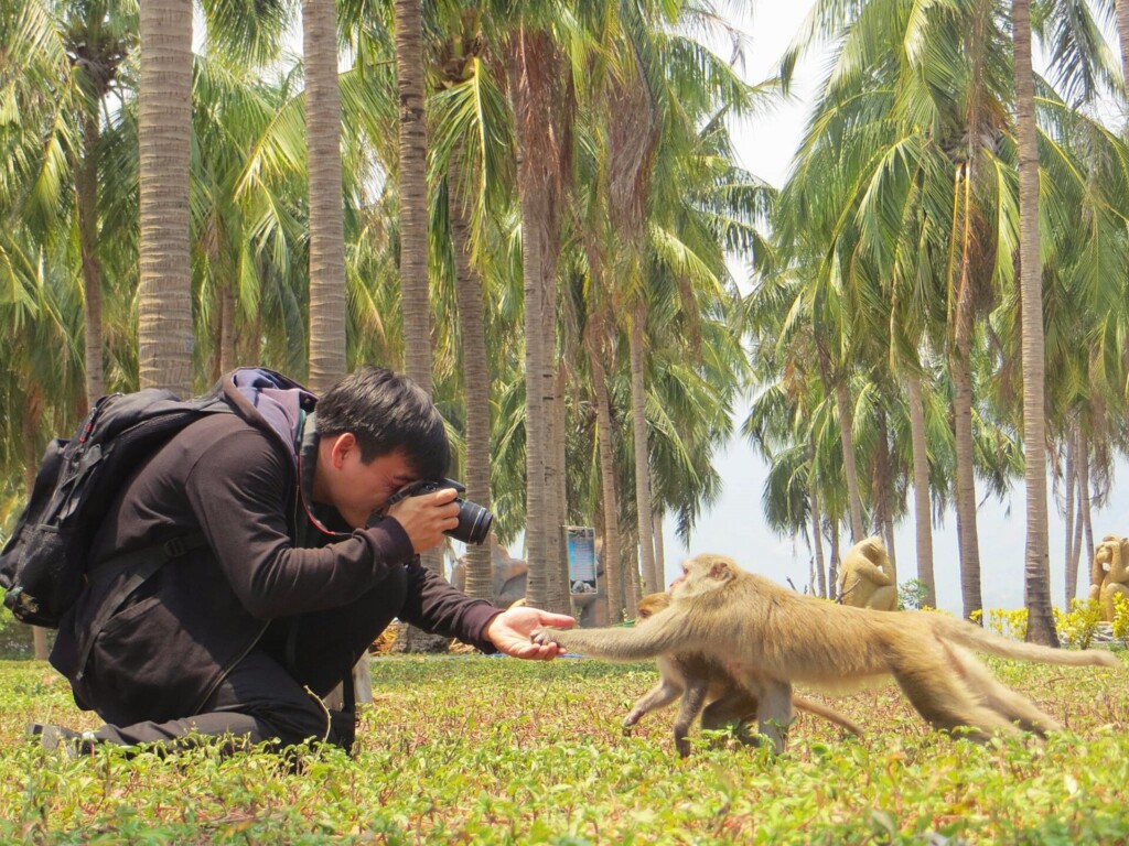 Monkey Festival 1