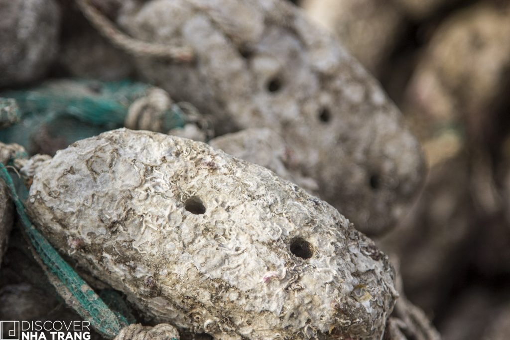 Lobster Coral Bait Traps-Vietnam-Nha Trang