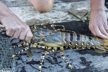 Lobster Farming Vietnam