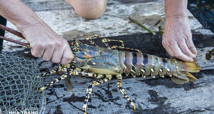 Lobster Farming Vietnam