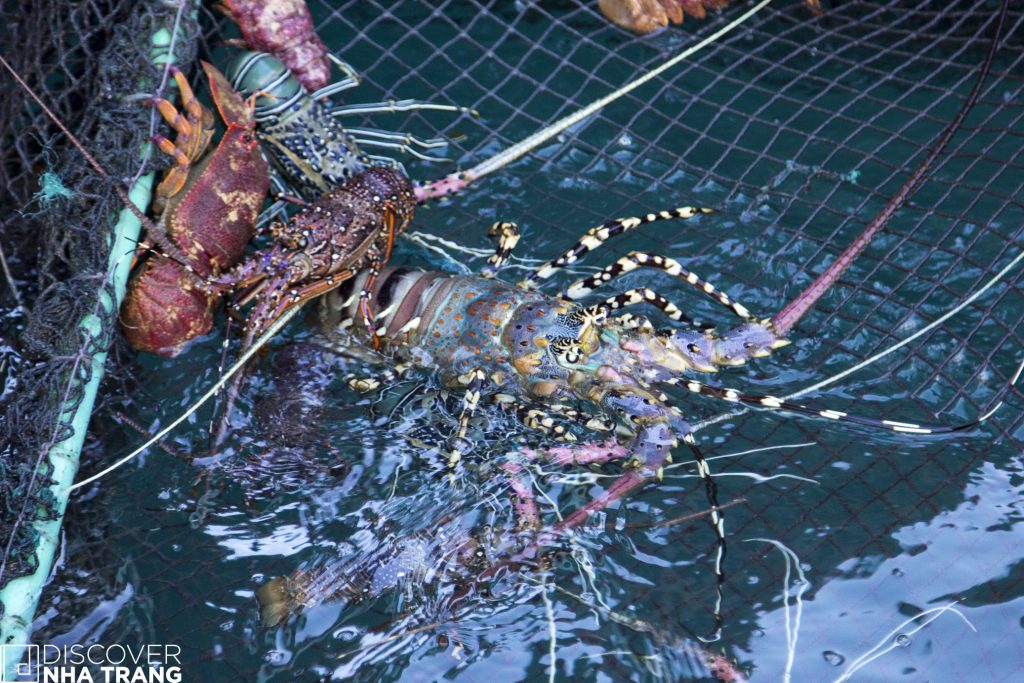Lobsters Nha Trang-Discover Nha Trang