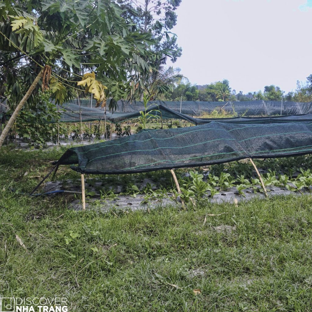 Simply Organic Chilli Farm Nha Trang